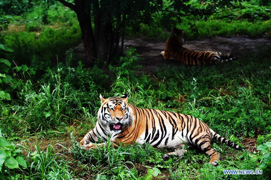 CHINA-HEILONGJIANG-SUMMER-SIBERIAN TIGER (CN)