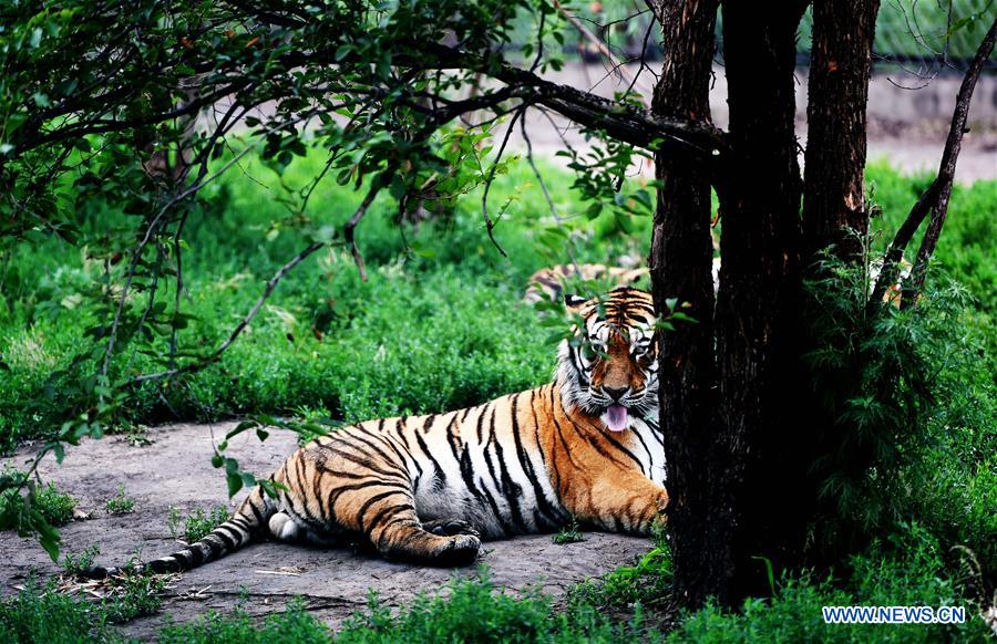 CHINA-HEILONGJIANG-SUMMER-SIBERIAN TIGER (CN)