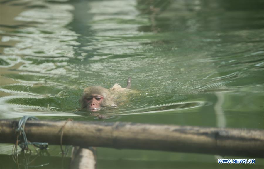 #CHINA-NANJING-ZOO (CN*)