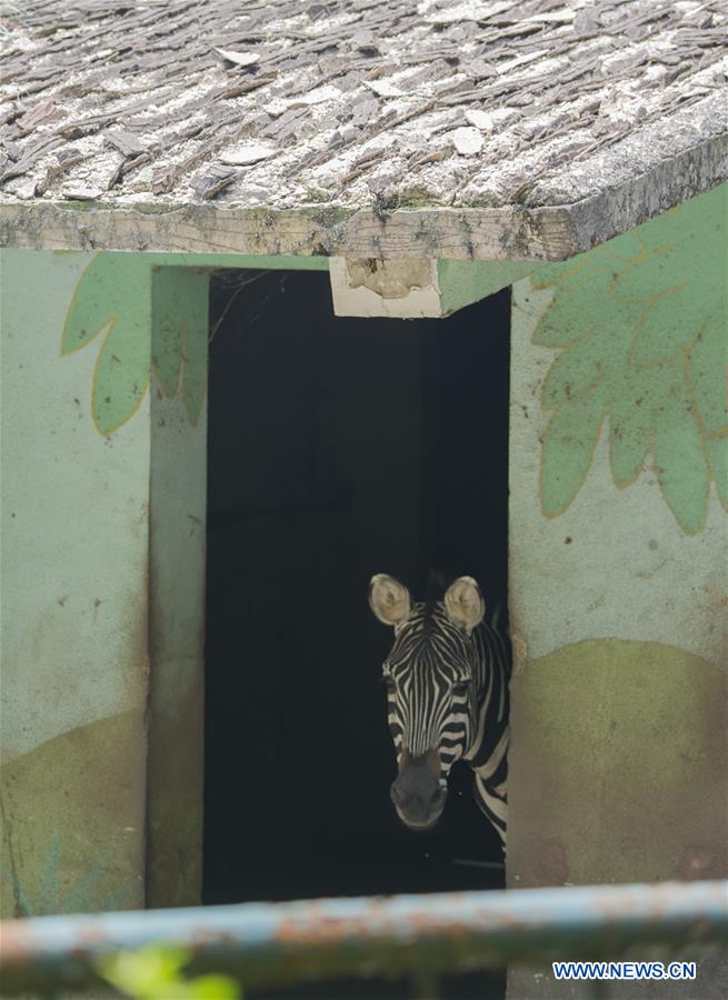 #CHINA-NANJING-ZOO (CN*)