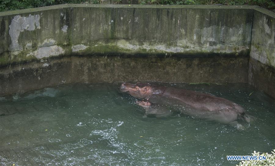 #CHINA-NANJING-ZOO (CN*)