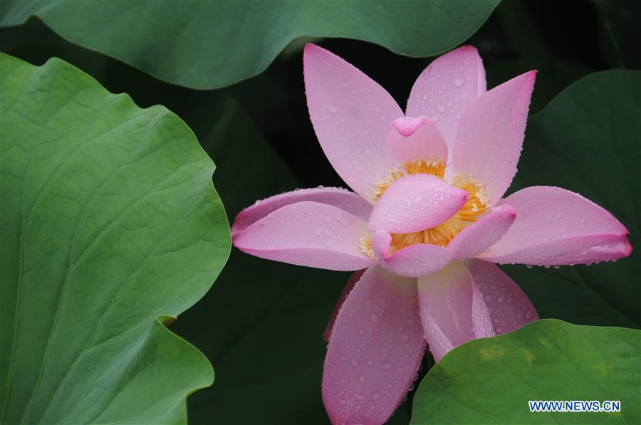 #CHINA-HENAN-ANYANG-LOTUS(CN)