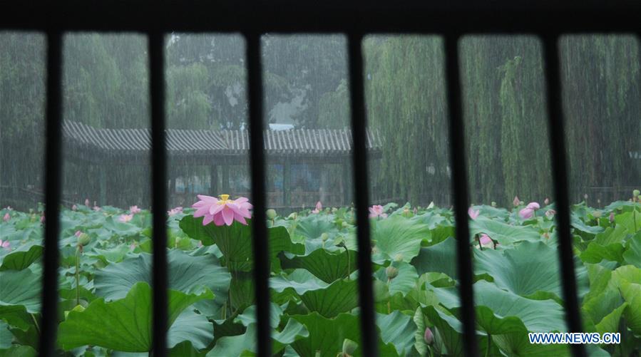 #CHINA-HENAN-ANYANG-LOTUS(CN)