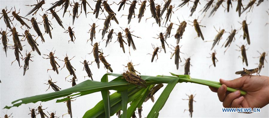 #CHINA-HEBEI-EDIBLE LOCUST BREEDING (CN)