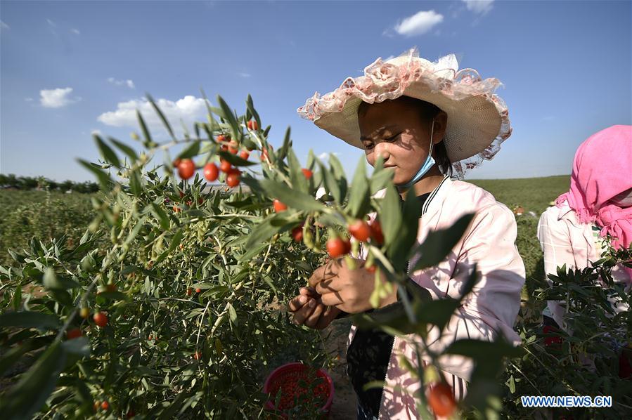 CHINA-NINGXIA-WOLFBERRY(CN)