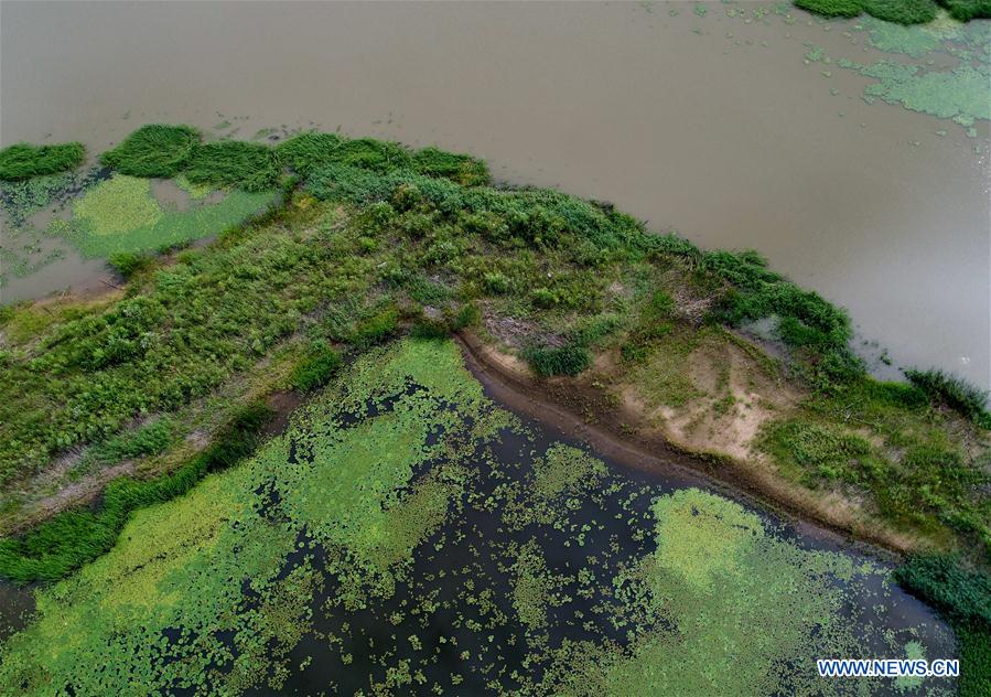 CHINA-HEILONGJIANG-HARBIN-WETLAND(CN)