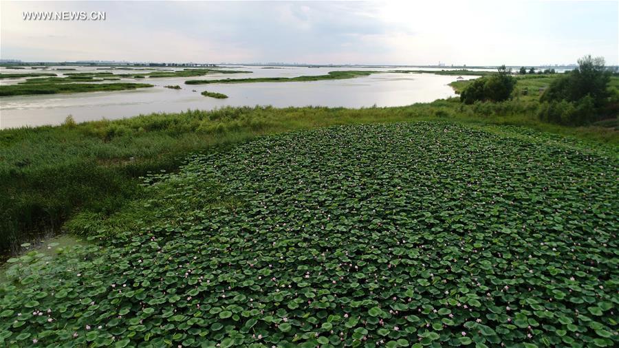CHINA-HARBIN-BINJIANG WETLAND-VIEWS (CN)