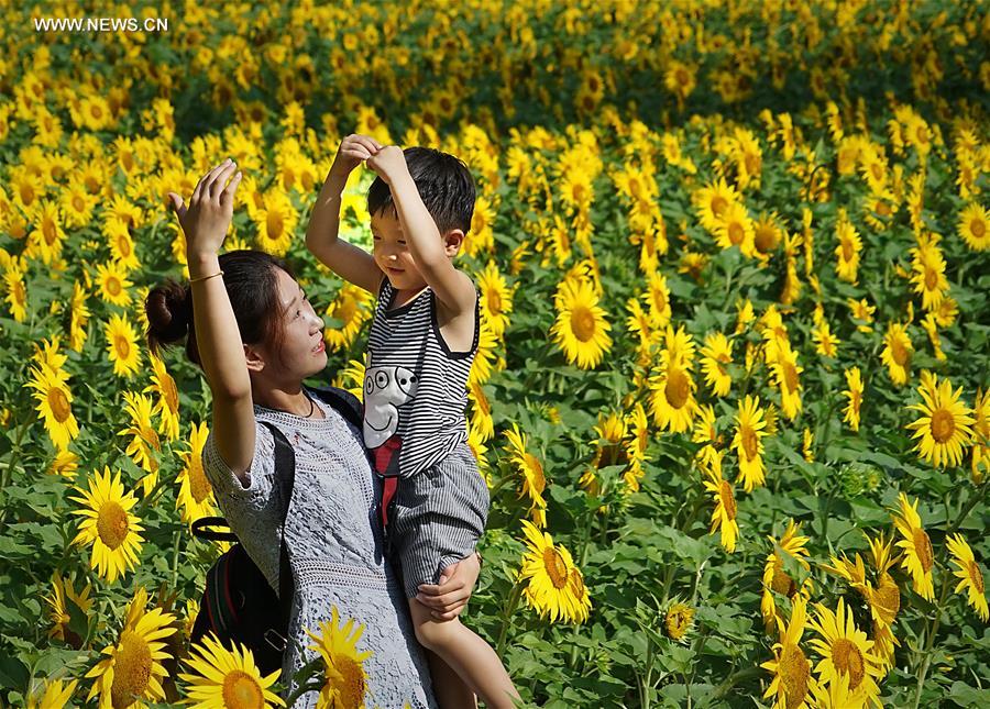 CHINA-HENAN-OIL SUNFLOWERS (CN)