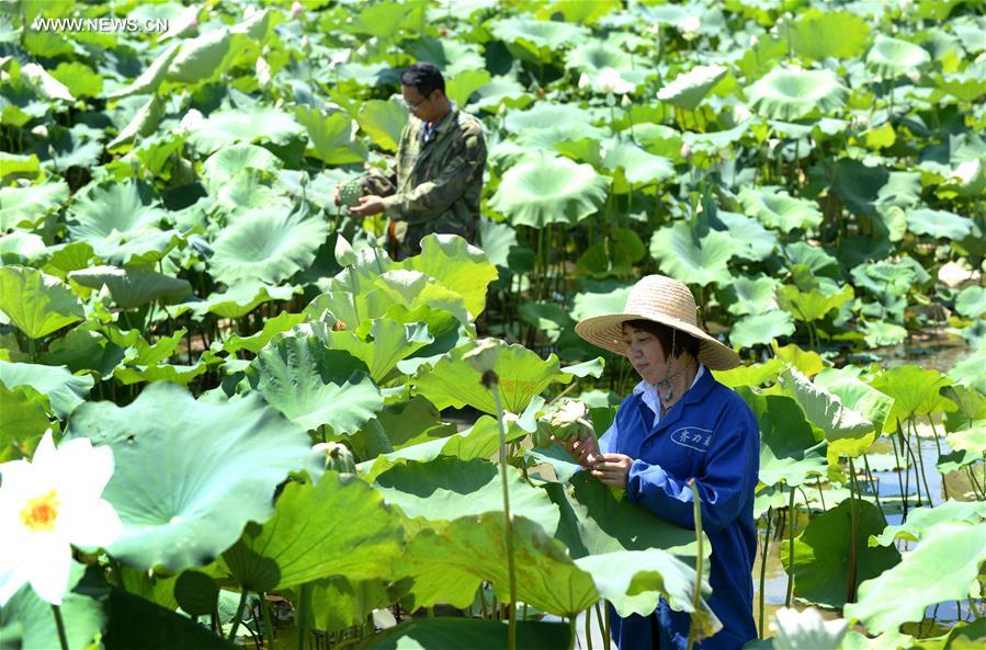 CHINA-JIANGXI-LOTUS SEEDS-HARVEST (CN) 