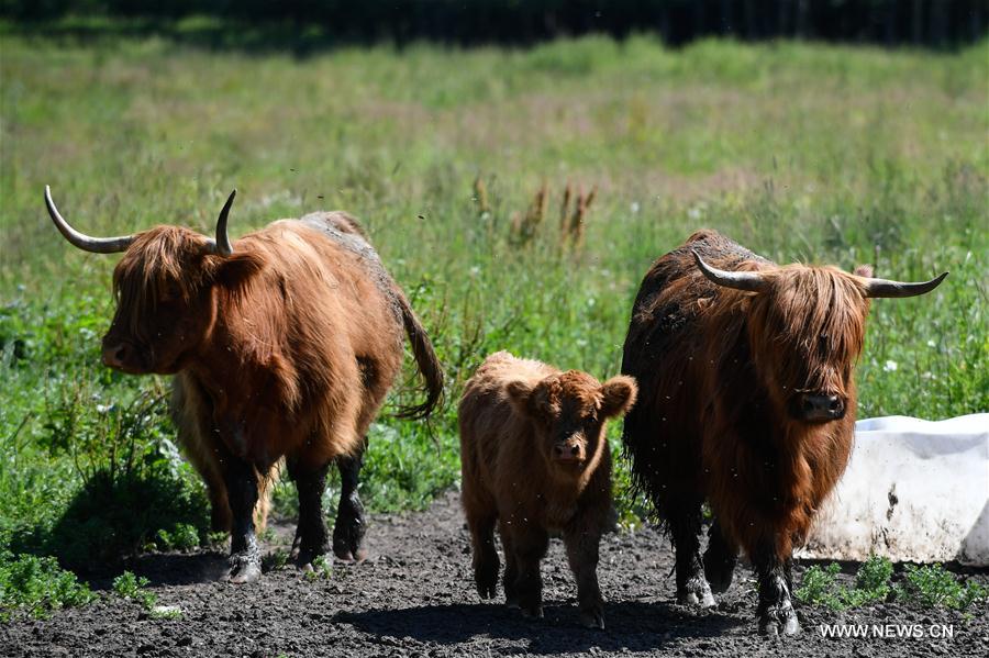 ESTONIA-MAETAGUSE-OPEN FARM DAY