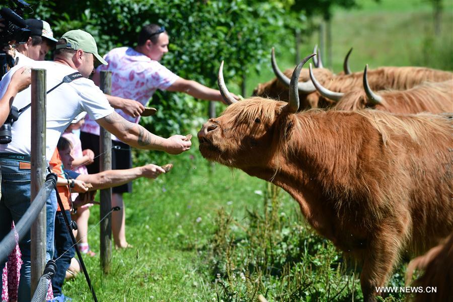ESTONIA-MAETAGUSE-OPEN FARM DAY