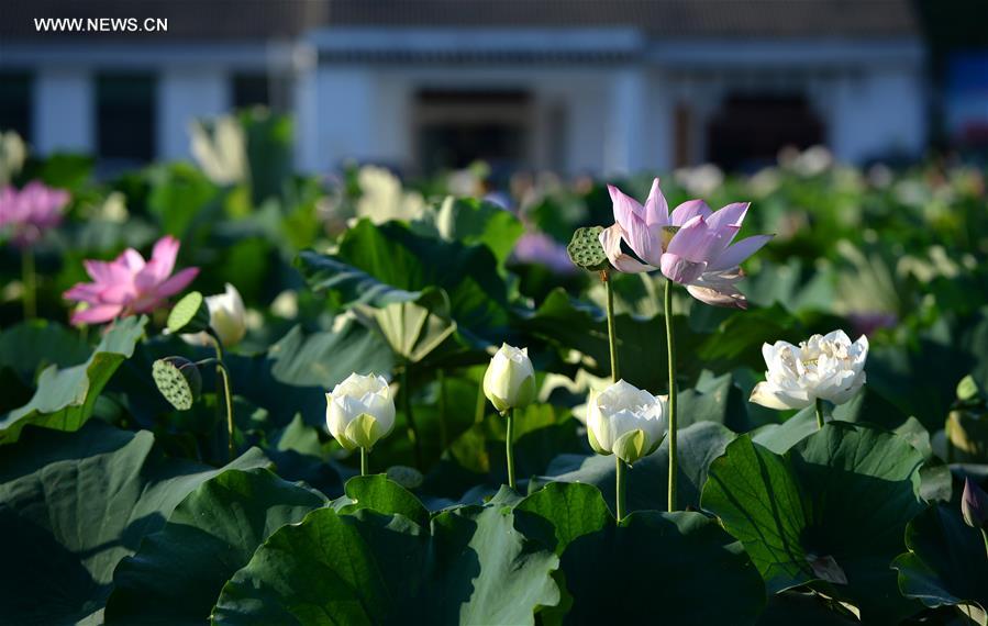 CHINA-JIANGXI-GANZHOU-LOTUS FLOWER(CN)