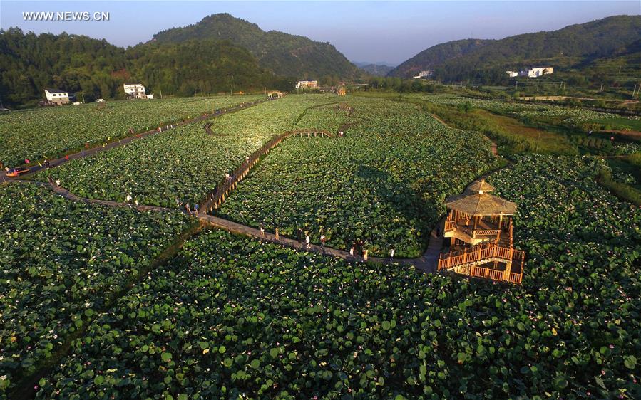 CHINA-JIANGXI-GANZHOU-LOTUS FLOWER(CN)