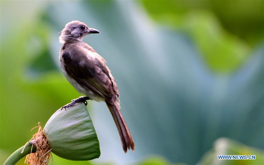 CHINA-FUZHOU-LOTUS (CN)