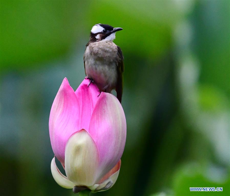 CHINA-FUZHOU-LOTUS (CN)