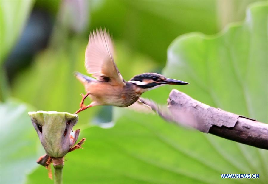 CHINA-FUZHOU-LOTUS (CN)