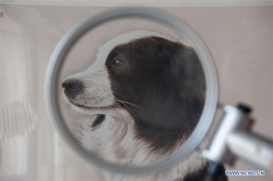 #CHINA-SHIJIAZHUANG-PYROGRAPHY (CN)