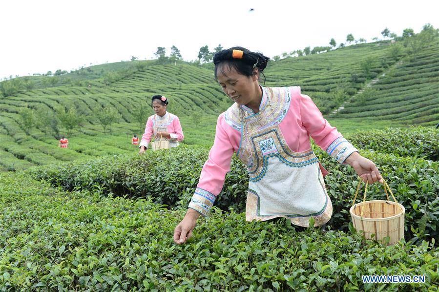 CHINA-GUIZHOU-TEA-WEALTH(CN)