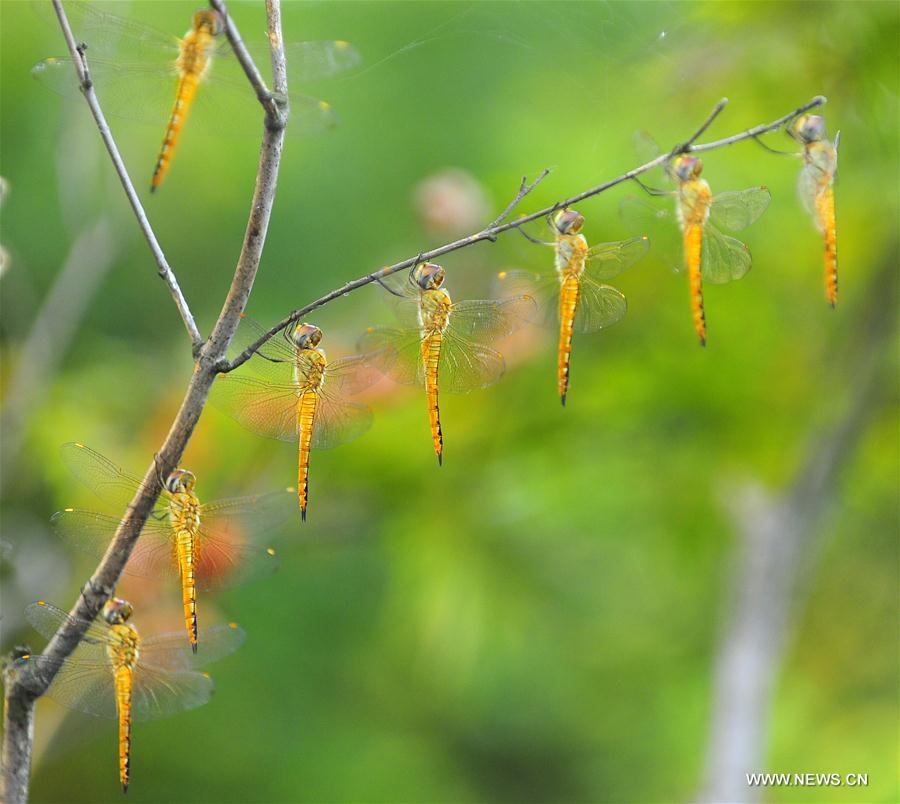 #CHINA-JIANGSU-TAIHU LAKE-DRAGONFLY (CN)