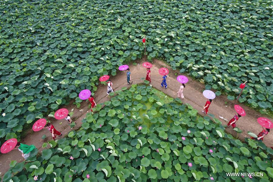 CHINA-HEBEI-XINGTAI-LOTUS FLOWER (CN)