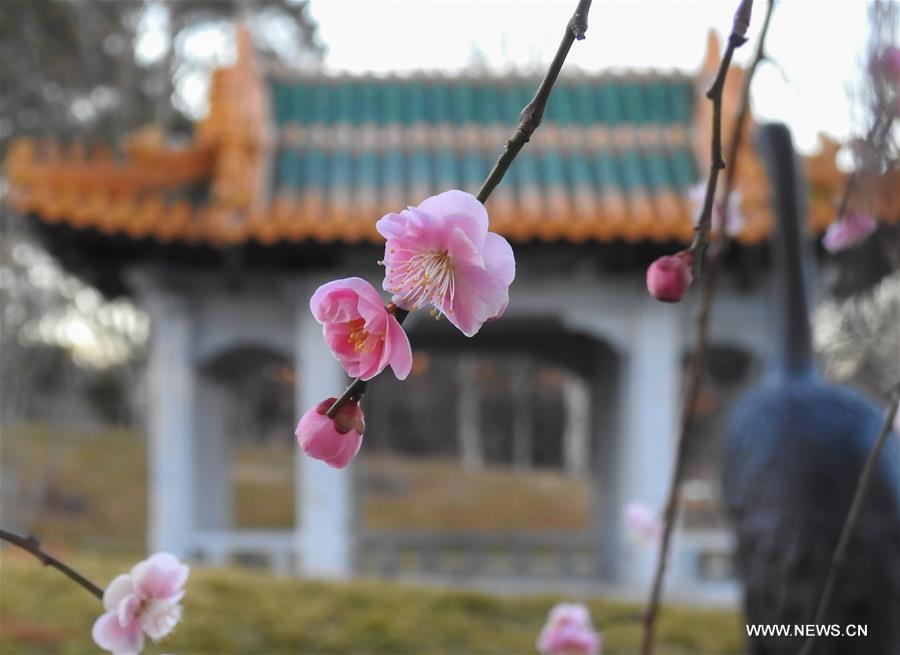 AUSTRALIA-CANBERRA-BLOSSOM