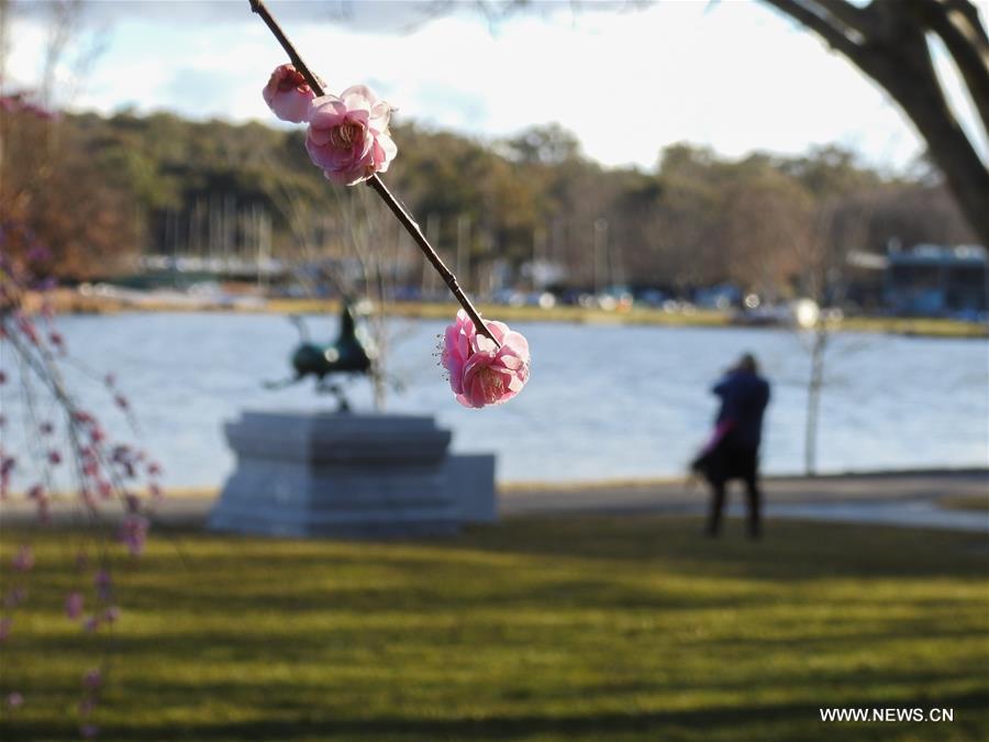 In pics blossoming flowers in Canberra, Australia Xinhua English