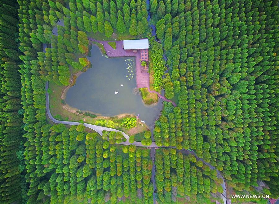 #CHINA-JIANGSU-FOREST PARK (CN)
