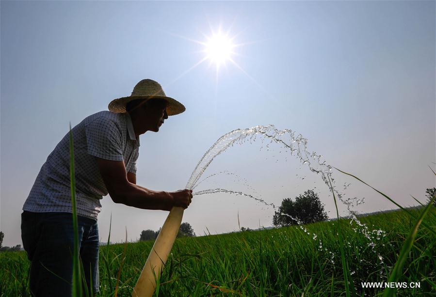 #CHINA-HEAT-DROUGHT (CN)
