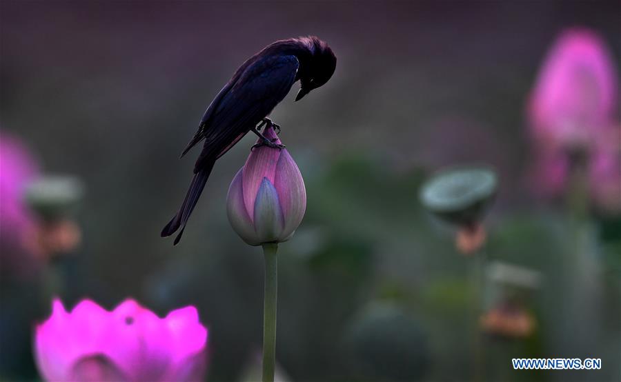 CHINA-HEFEI-LOTUS FLOWERS (CN)