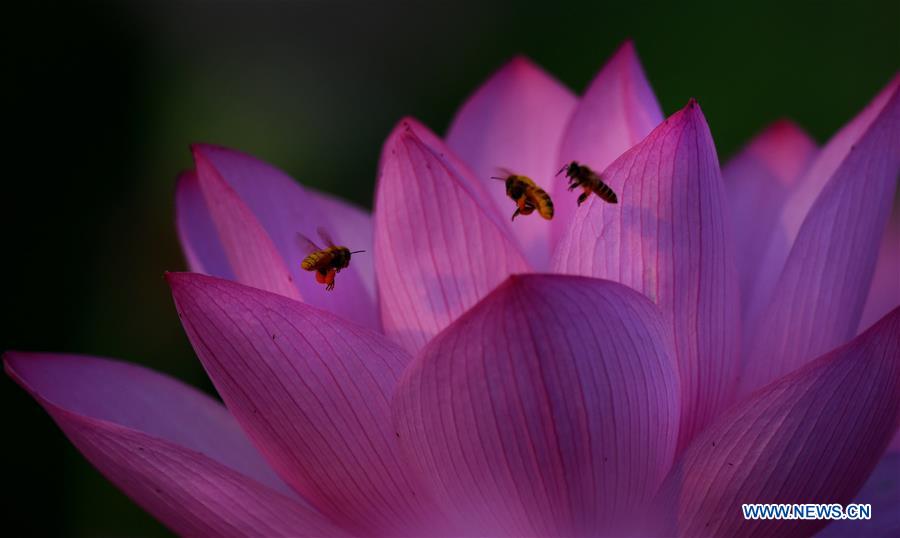 CHINA-HEFEI-LOTUS FLOWERS (CN)