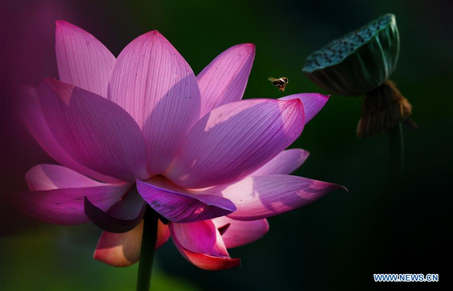 CHINA-HEFEI-LOTUS FLOWERS (CN)