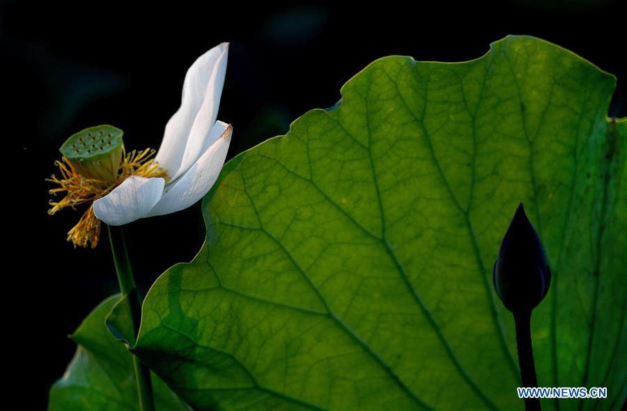 CHINA-HEFEI-LOTUS FLOWERS (CN)