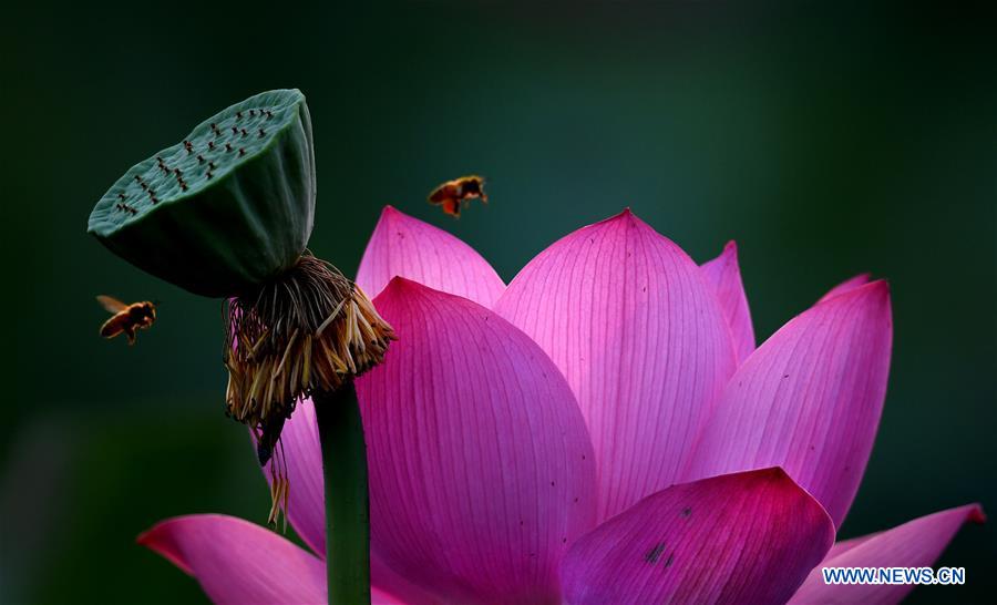 CHINA-HEFEI-LOTUS FLOWERS (CN)