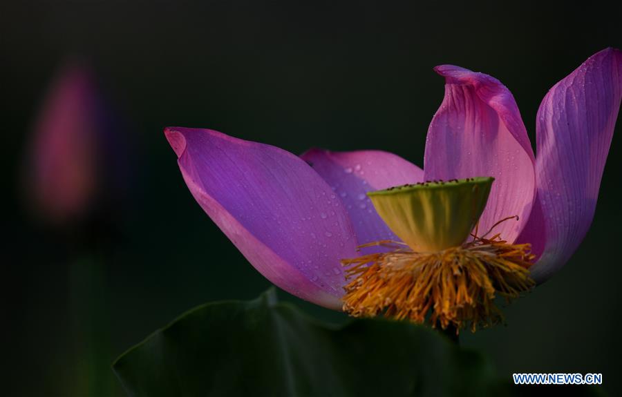 CHINA-HEFEI-LOTUS FLOWERS (CN)