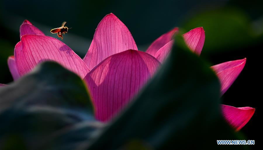 CHINA-HEFEI-LOTUS FLOWERS (CN)