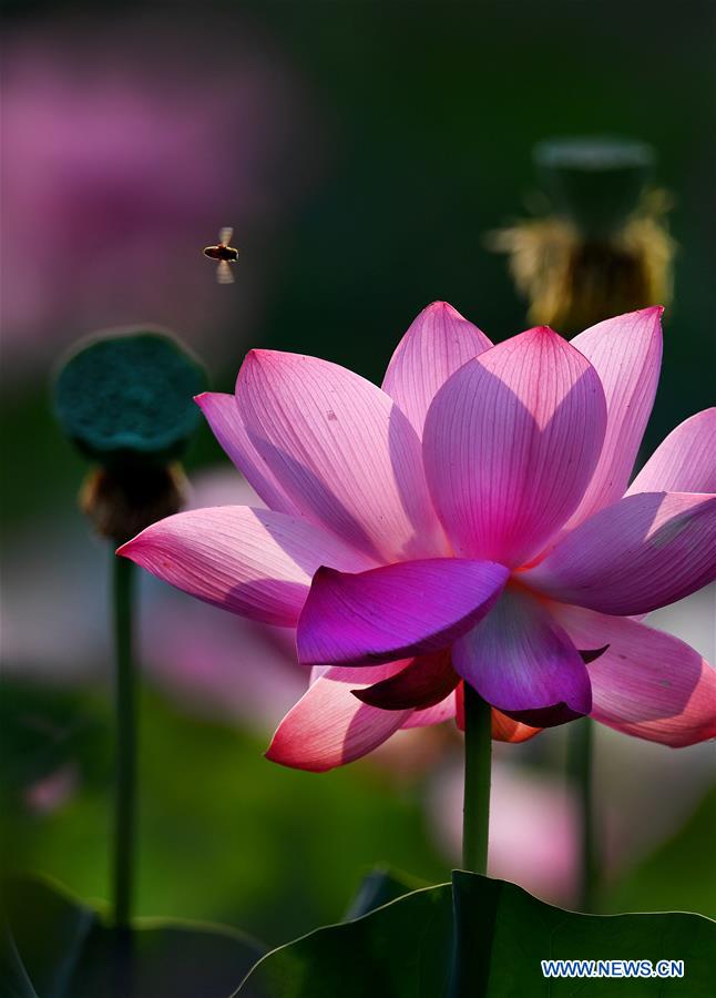 CHINA-HEFEI-LOTUS FLOWERS (CN)