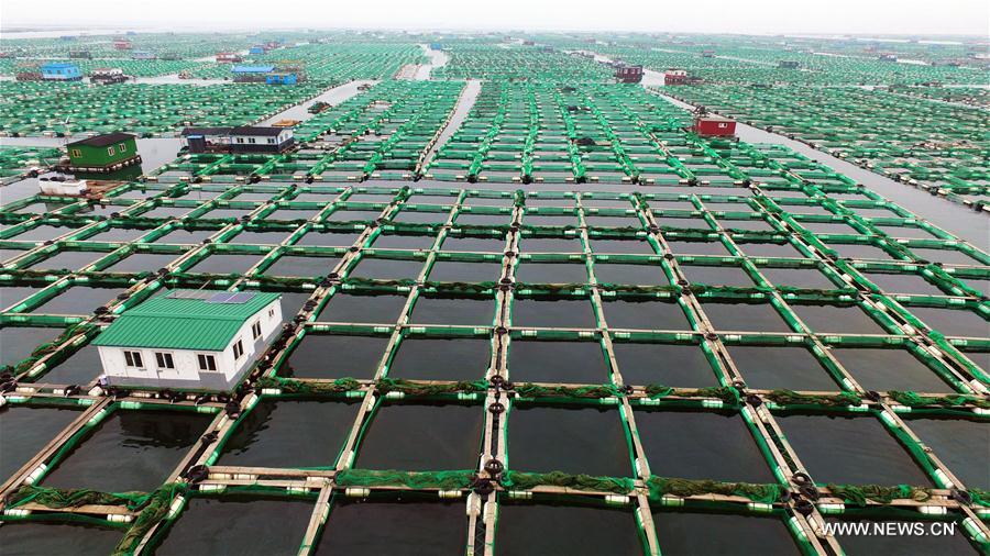 #CHINA-SHANDONG-YANTAI-MARICULTURE (CN)