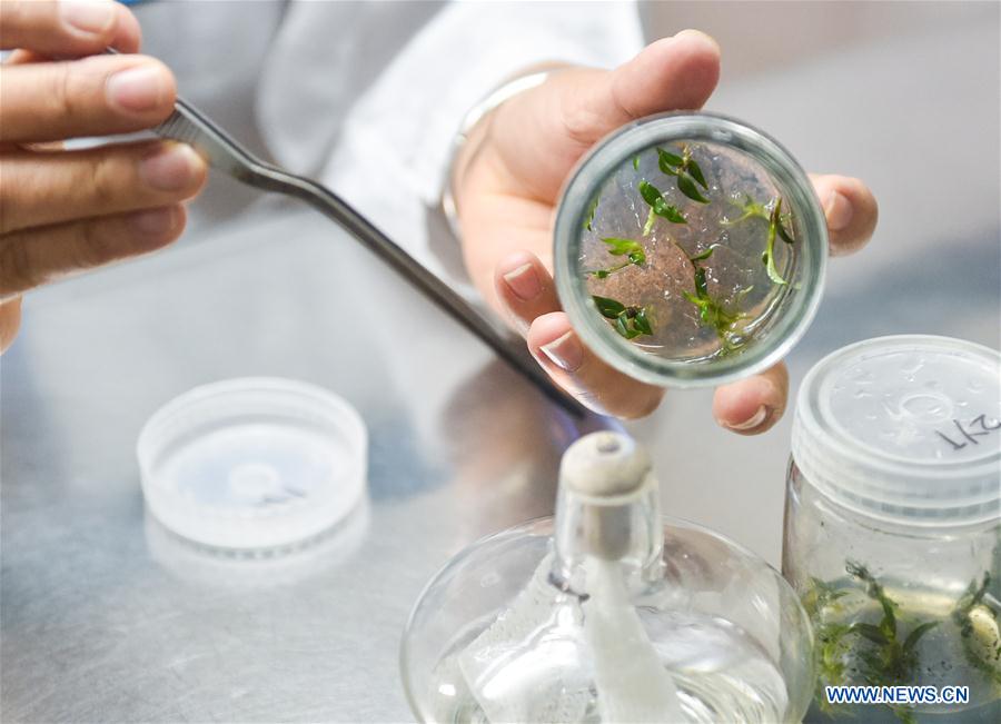 CHINA-SHENZHEN-NATIONAL ORCHID CONSERVATION CENTER (CN)