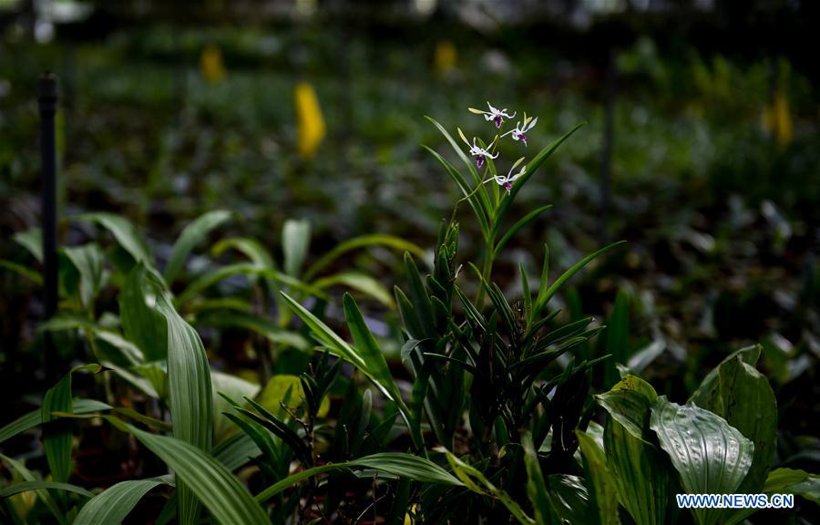 CHINA-SHENZHEN-NATIONAL ORCHID CONSERVATION CENTER (CN)