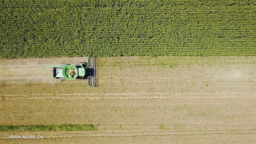 #CHINA-XINJIANG-WHEAT-HARVEST (CN)