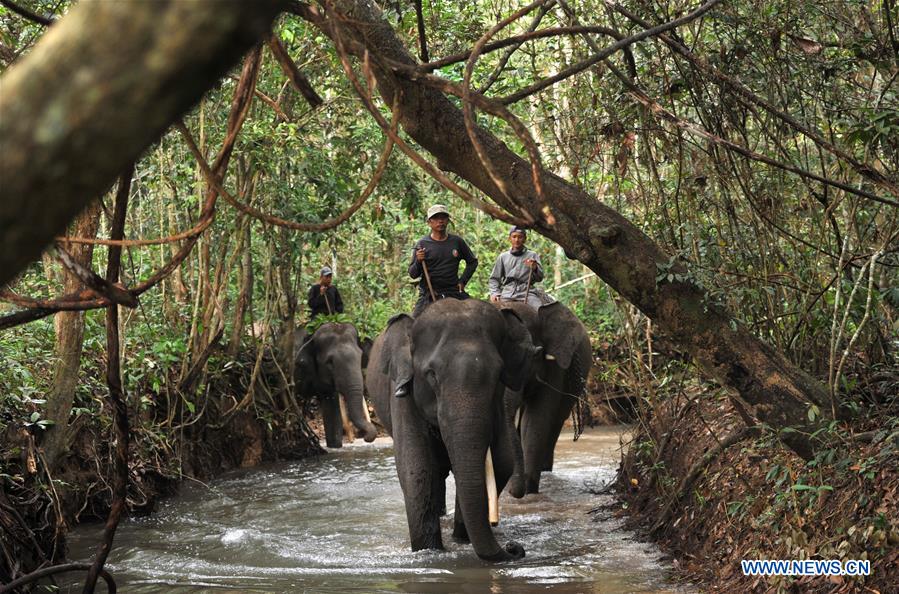 INDONESIA-LAMPUNG-ELEPHANT
