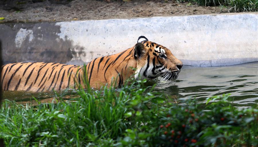 NEPAL-KATHMANDU-INTERNATIONAL TIGER DAY