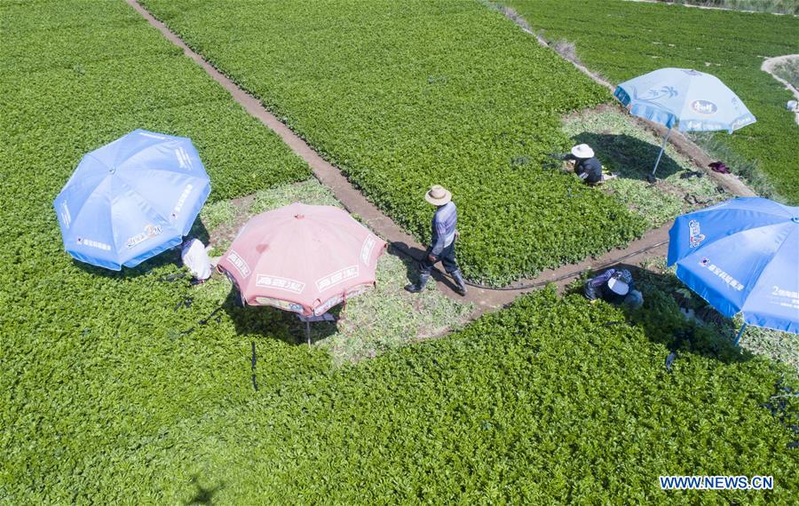 #CHINA-GANSU-DINGXI-VEGETABLE-HARVEST(CN)