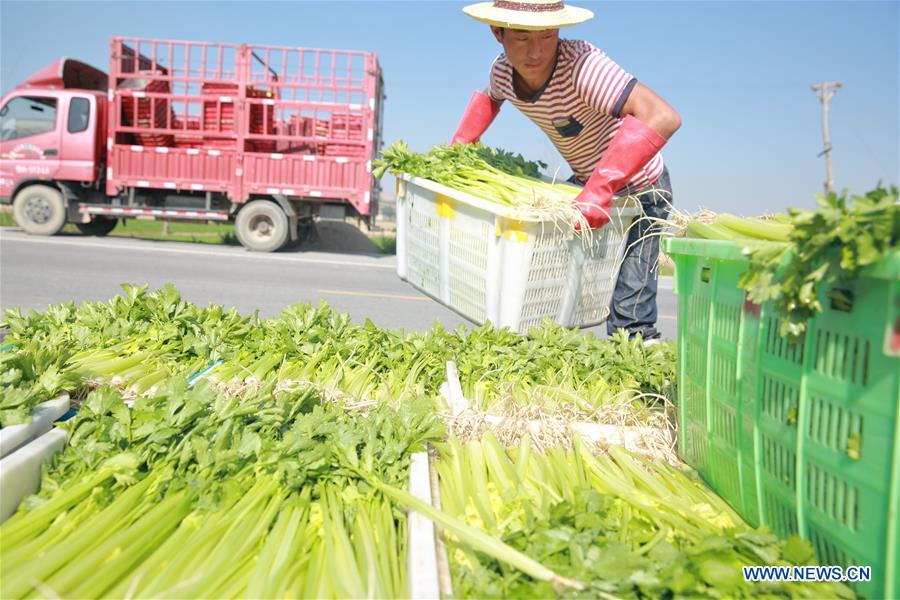 #CHINA-GANSU-DINGXI-VEGETABLE-HARVEST(CN)