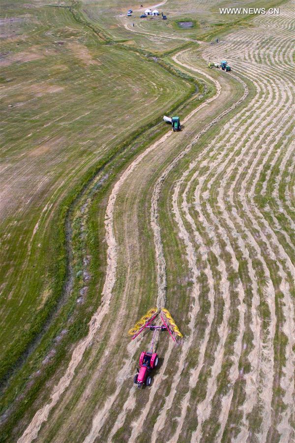 #CHINA-XINJIANG-BARKOL GRASSLAND-HARVEST (CN)