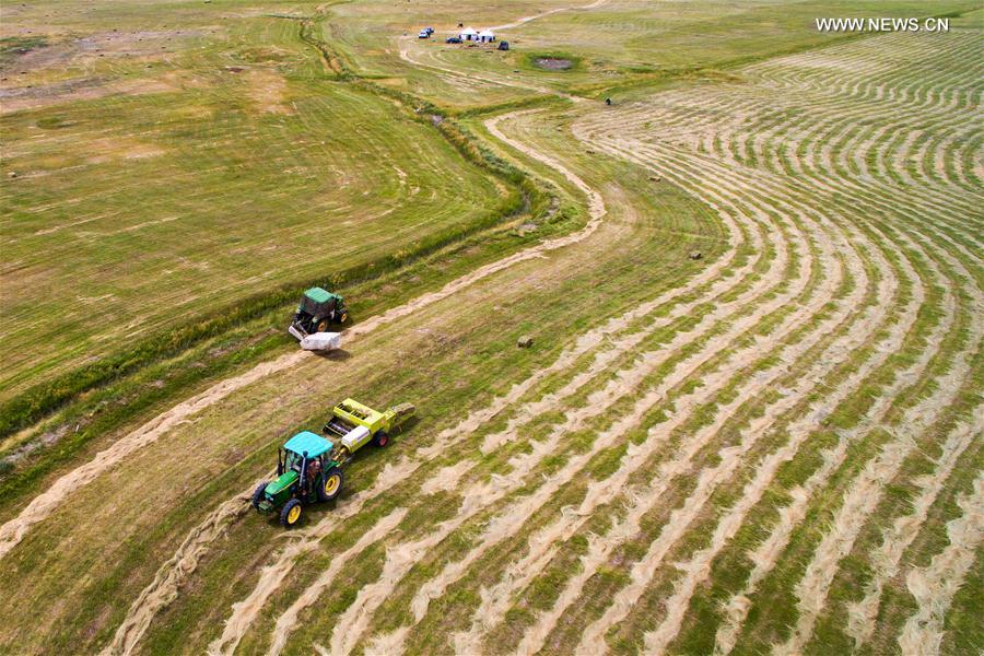 #CHINA-XINJIANG-BARKOL GRASSLAND-HARVEST (CN)