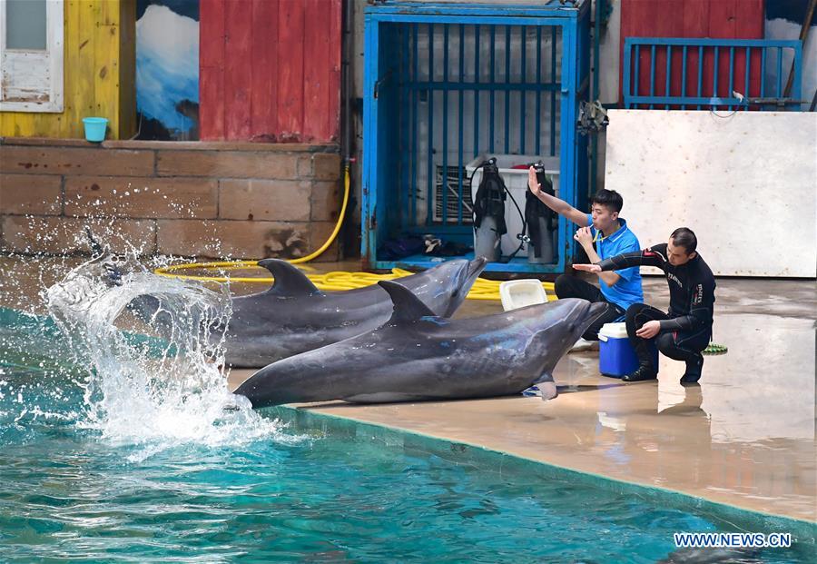 CHINA-XI'AN-DOLPHIN TRAINING (CN)
