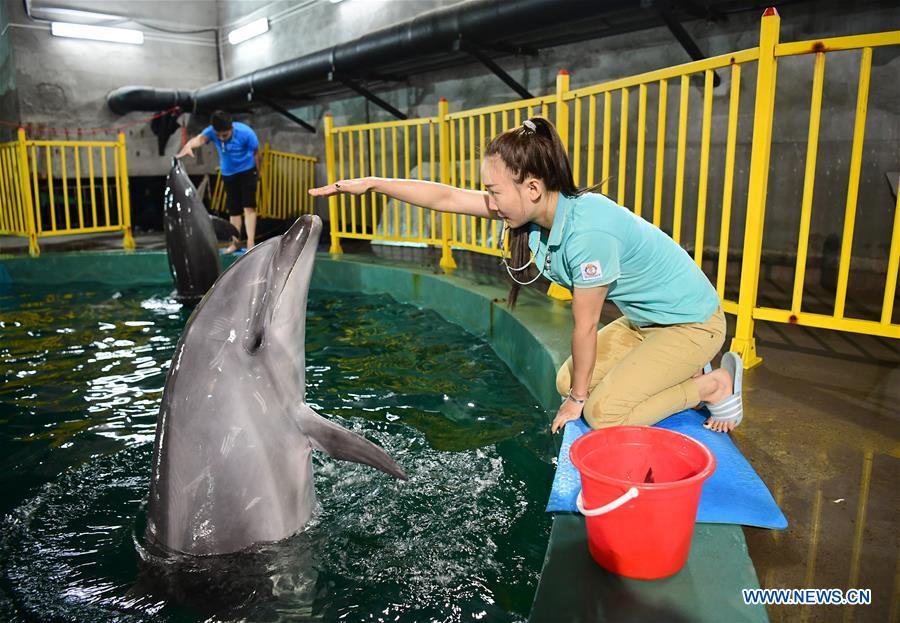 CHINA-XI'AN-DOLPHIN TRAINING (CN)