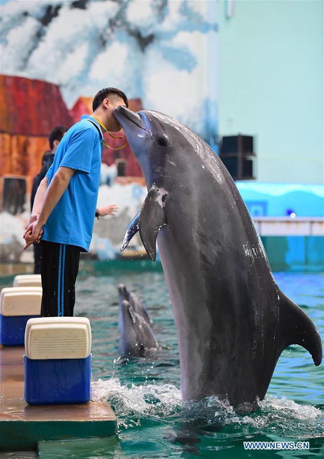 CHINA-XI'AN-DOLPHIN TRAINING (CN)