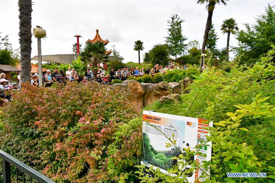FRANCE-SAINT-AIGNAN-GIANT PANDA-PREGNANT